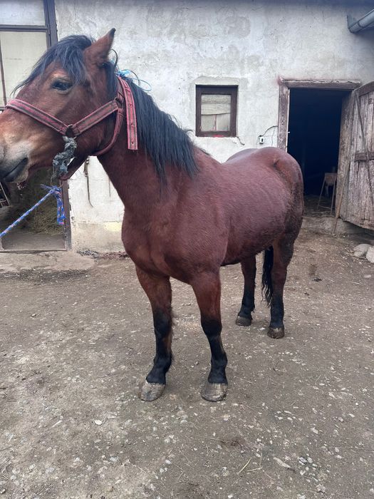 Vând mânză de 3 ani