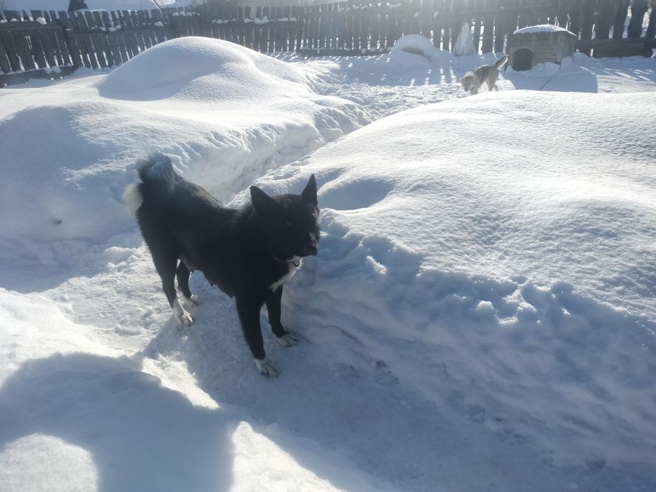 Щенок Руско европейской лайки