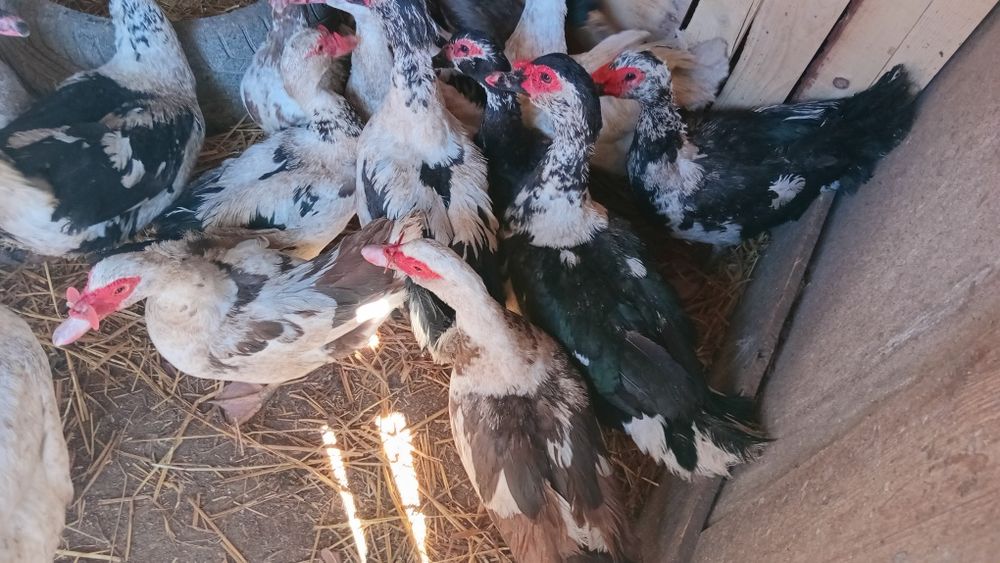 Brașov ouă bio pentru consum  sau păsări