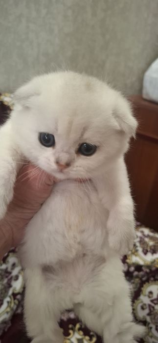Чистокровные котята скоттиш фолд