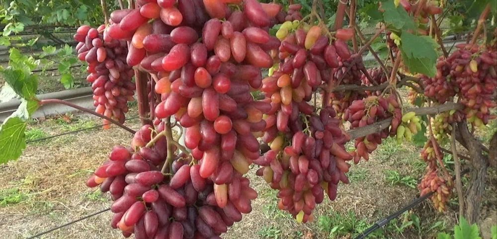 УЗУМ кучатларимизни 35 хил сорти бор сортига кафолат берамиз