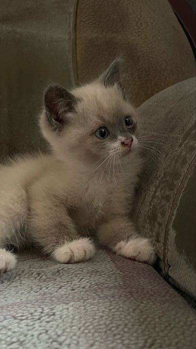 Милые котята, отдаем в добрые руки