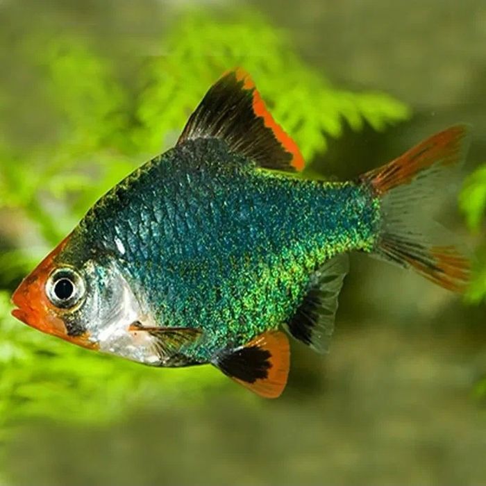 Барбус-мутант мшистый