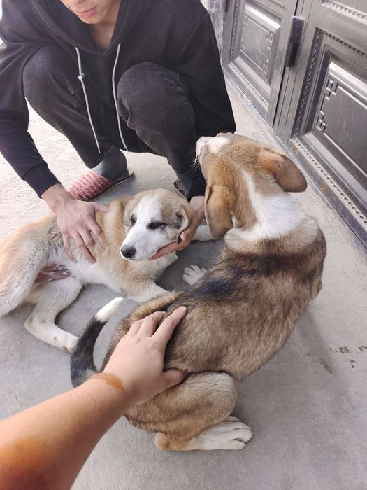 Щенки Алабая скрещенные