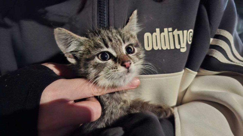 Котёнок Мун ищет семью (мальчик)