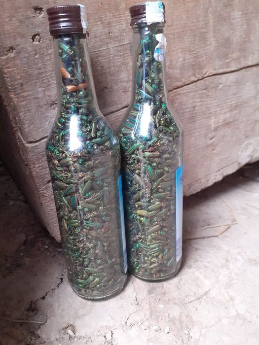 Простатитке алтын қоңыз инфекция емдейді