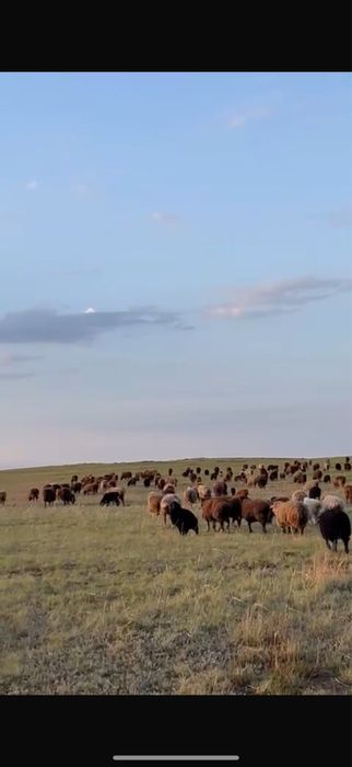 Кой козылы сатамын