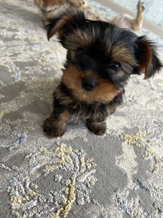 Продаются щенки йоршеского терьера