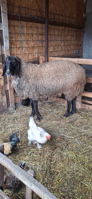 Berbec bulgaresc varsta doi ani