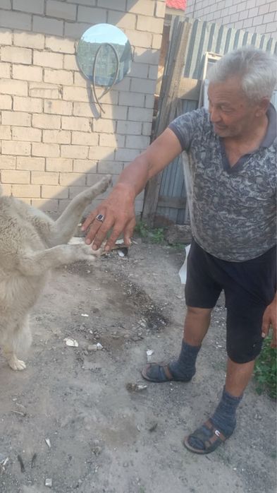 Продам Хаски.Кобель 1 год