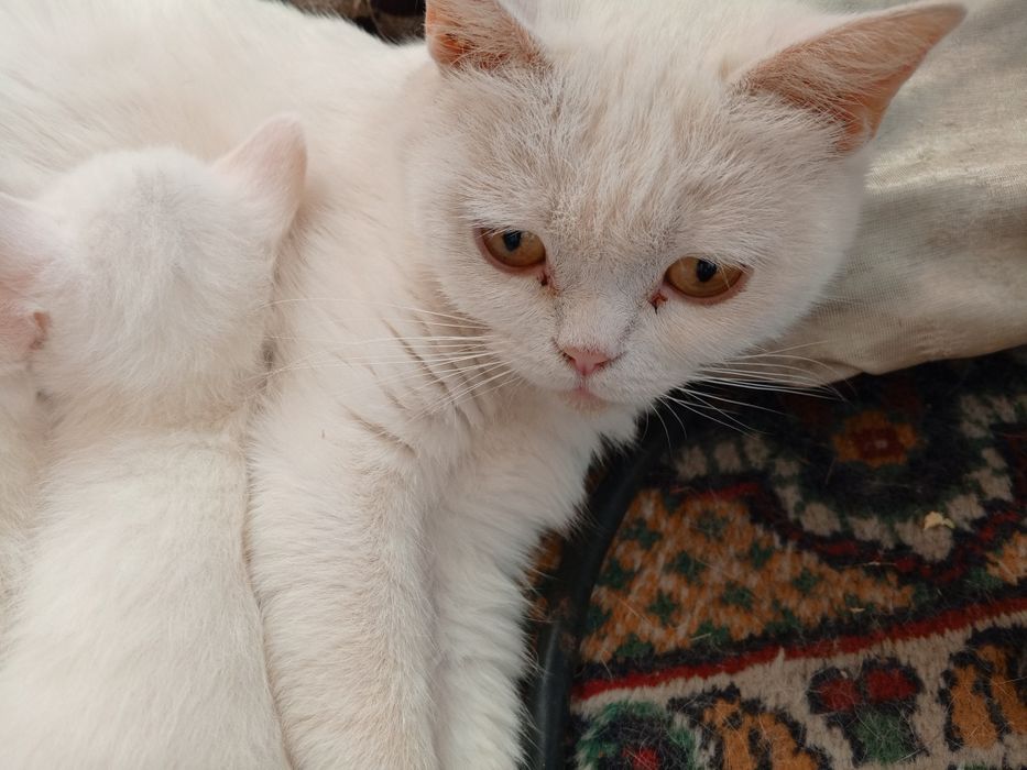 Шотландские котята Страйт