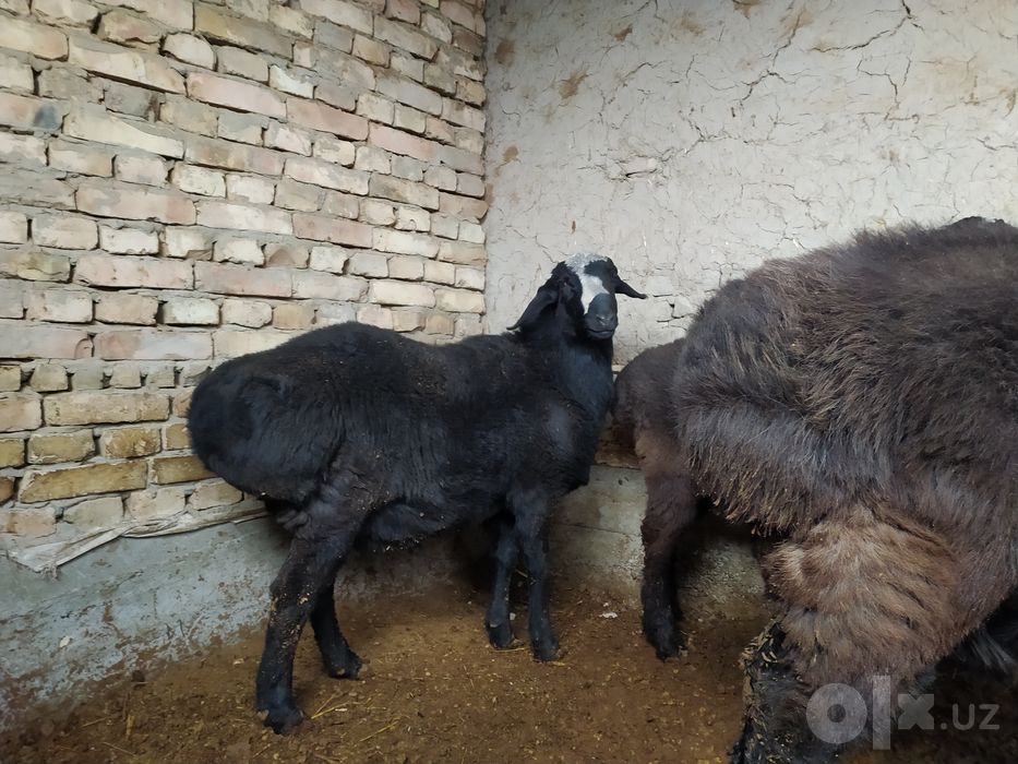 Qõchqorlar sotiladi semiz boqilgan xisori qõchqorlar  zotgaxam zõr