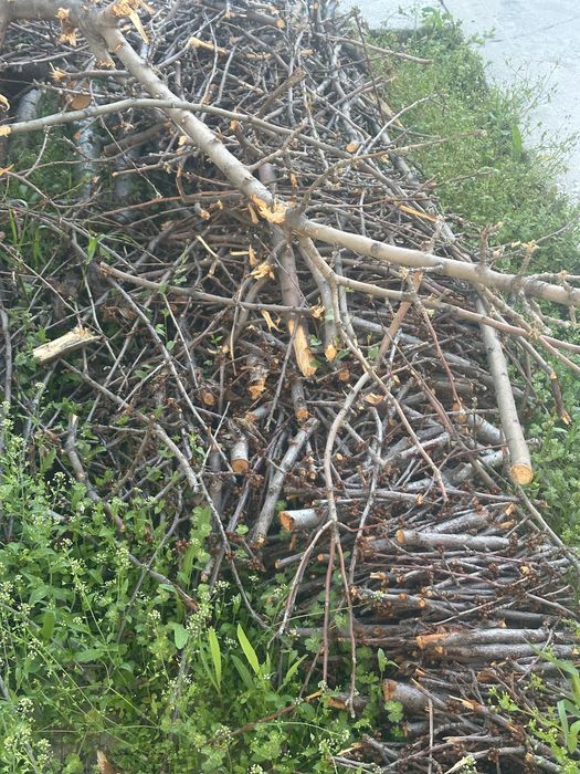 Ағаш отынға бұтақтар тегін самовывоз