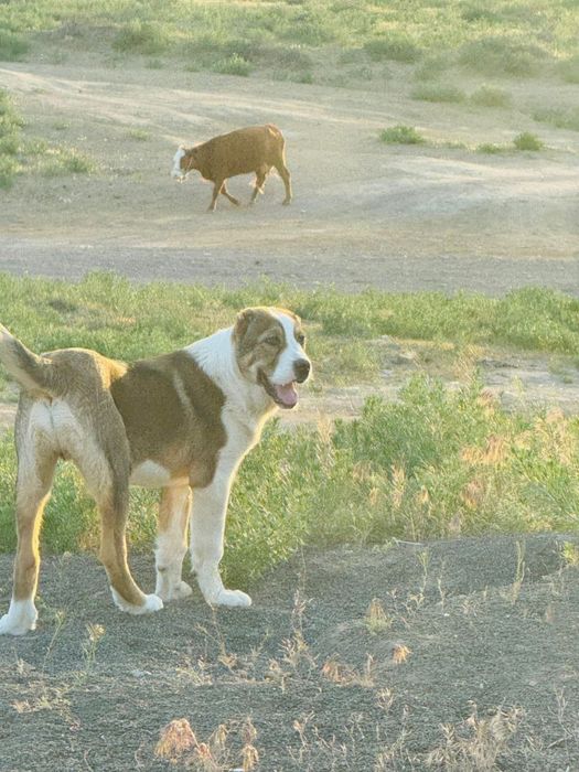 Молодой сатылат