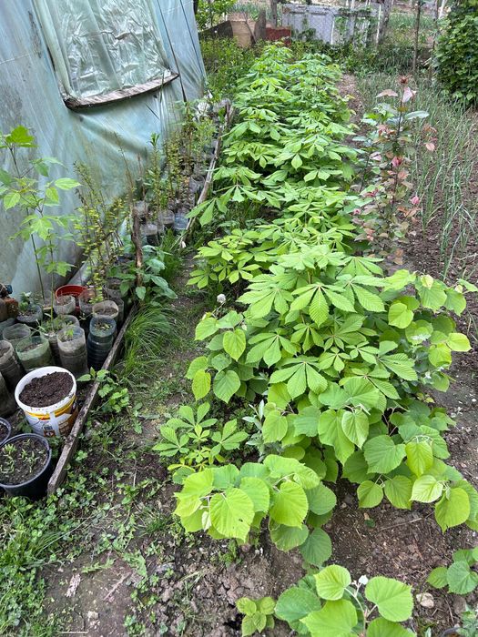 Chiparos de balta-Taxodium distichum si alte specii ornamentale