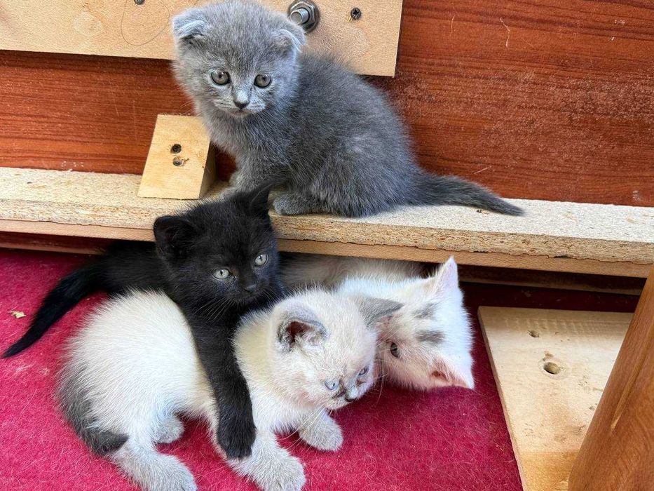 Котята Скоттиш-Фолд