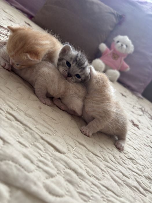 Кошка с котятами