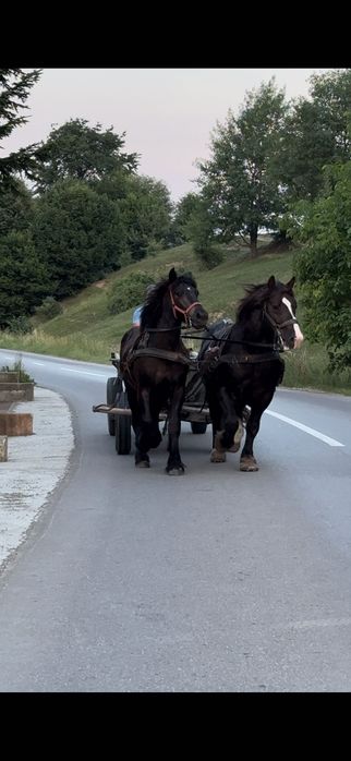 Armasari manji de un an