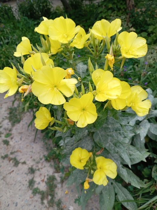 Продаётся садовые цветы