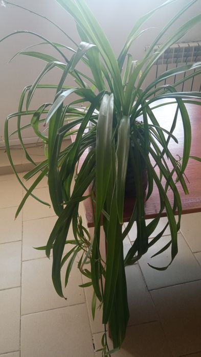 Цветы для дома и для офиса