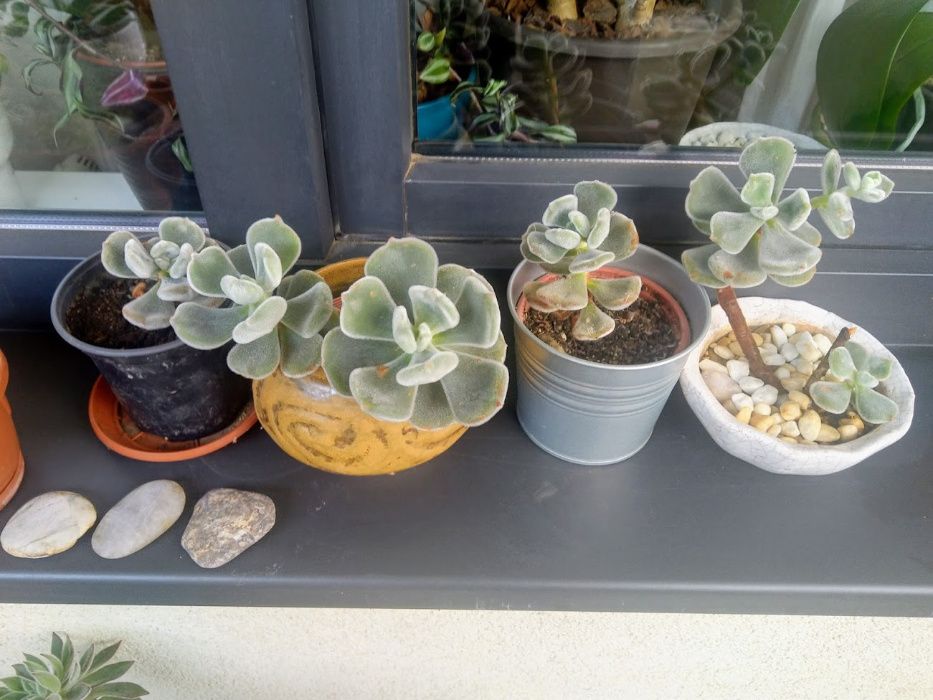 Gasteria carinata var. verrucosa - вкоренени издънки