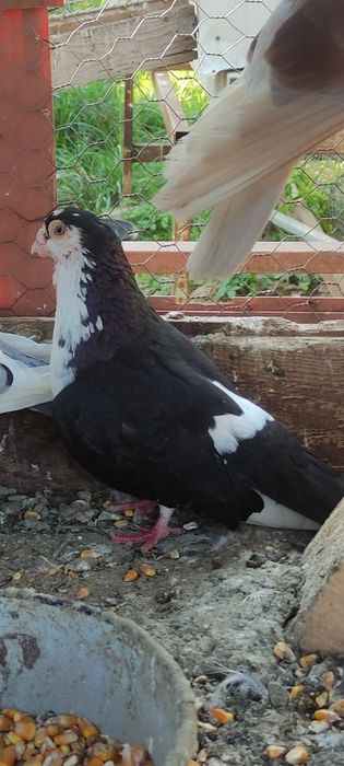 Porumbei galateni jucatori