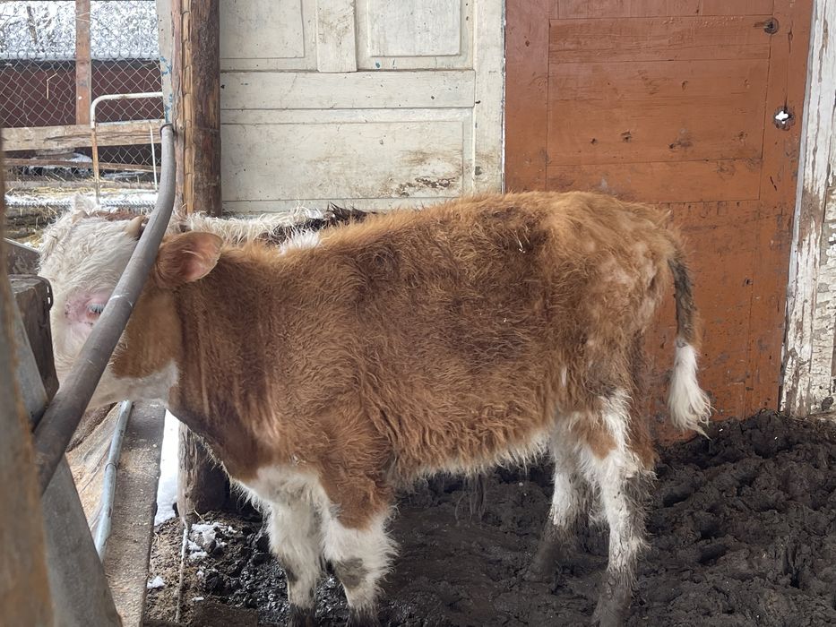 3 бычка продаются