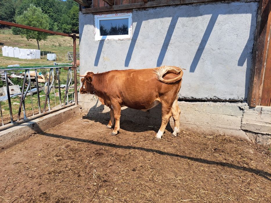 Vaci (juninci) de lapte gestante