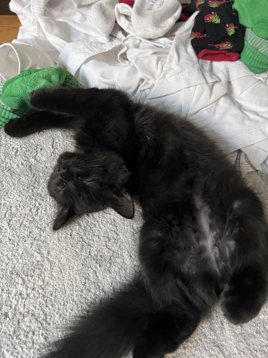 Ищу котенку новый дом