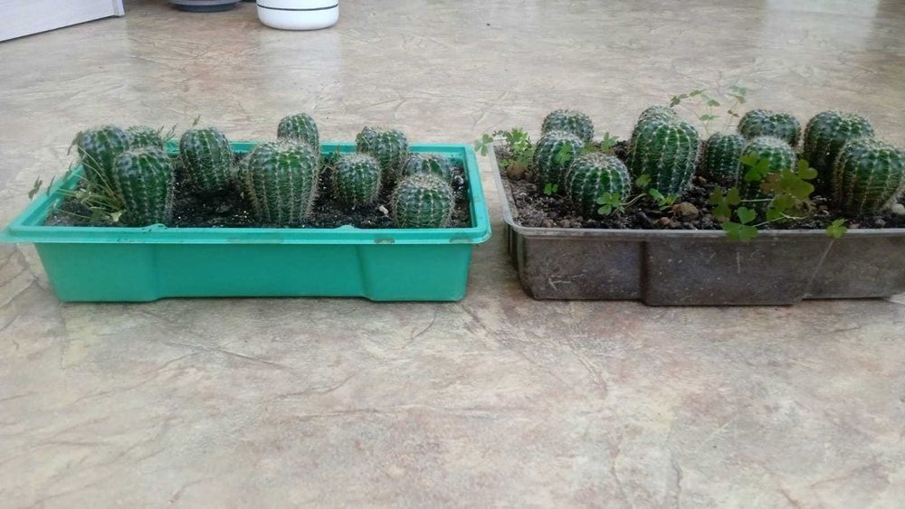 Кактусы бесплатно