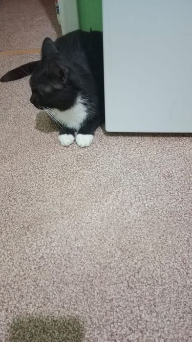 Отдам кота 2 года