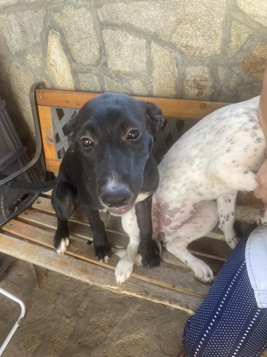 Две момиченца търсят своите любящи стопани и своя дом лабрадор-риджбек