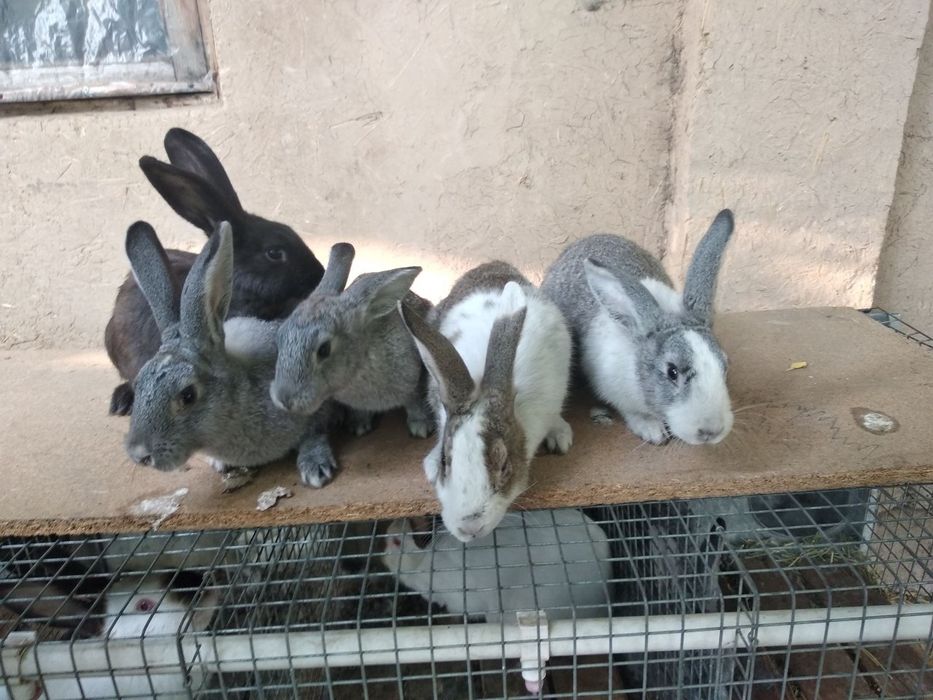 Quyon bolasi sotlad sogʻlom chroyl