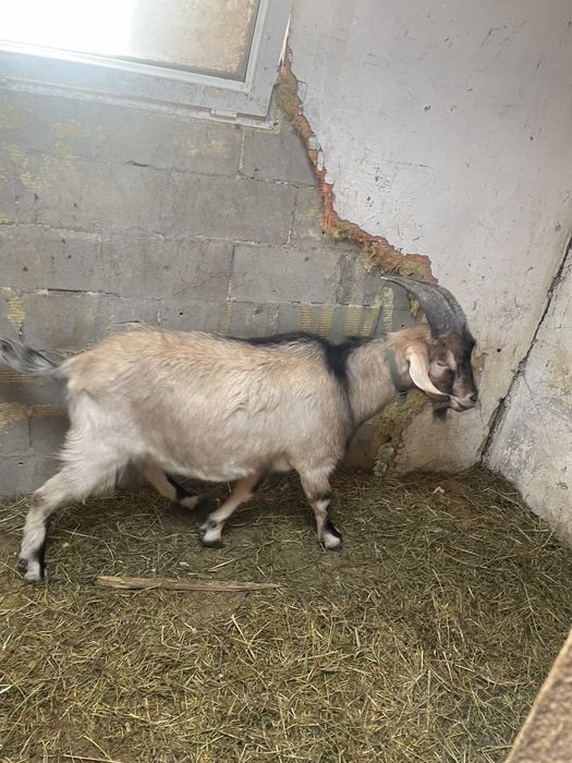 Продается козел, молодой, крепкий