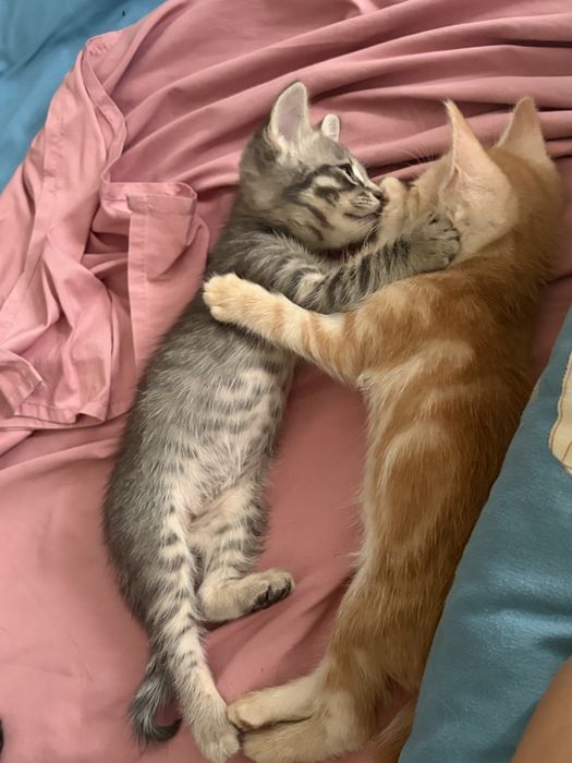 Отдам котят в хорошие руки