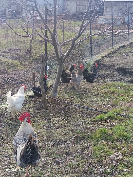 Pui de găină de vânzare