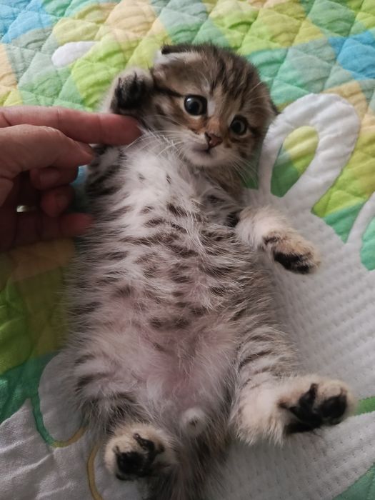 Вислоухие котята мальчики