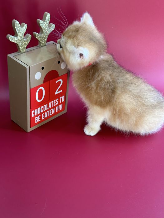 Шиншилла Золотая