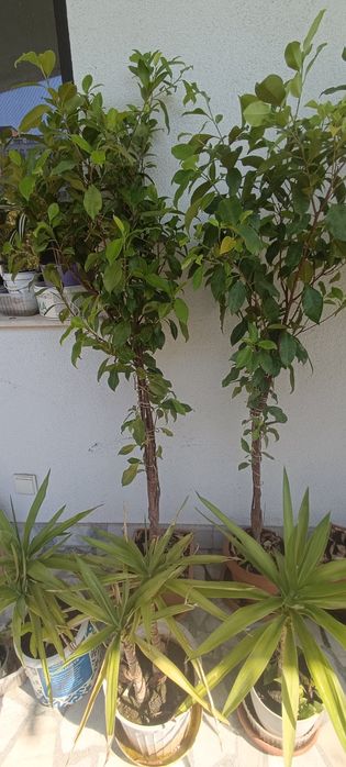 Фикус Бенджамин Microcarpa 150 см.