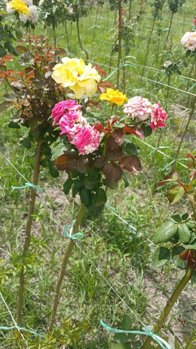 Metropka gul                      .