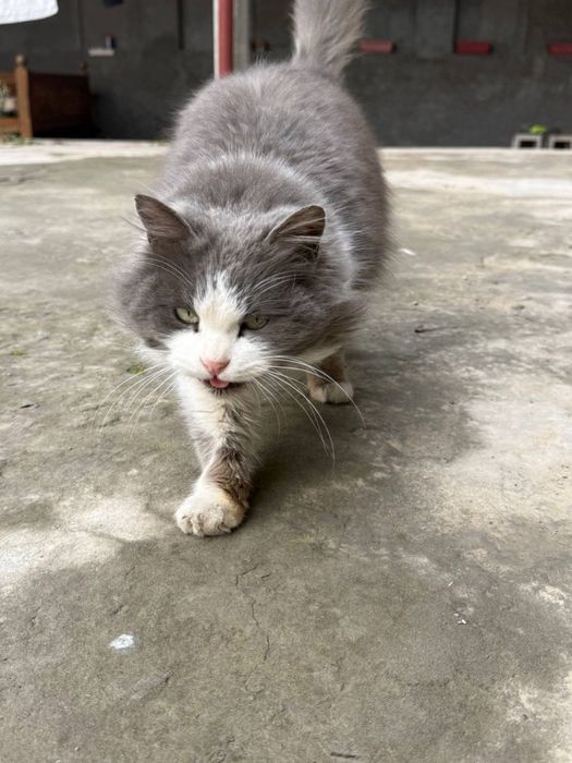 Кошечке нужен дом и семья!