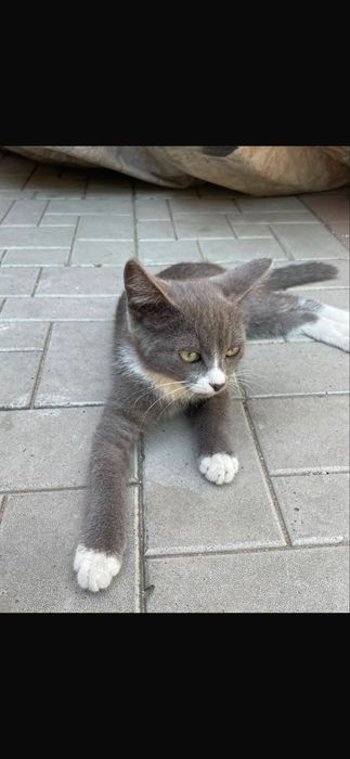 Котенки бесплатно