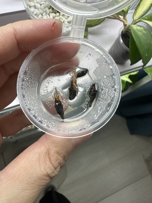 Алоказия Розовый Дракон