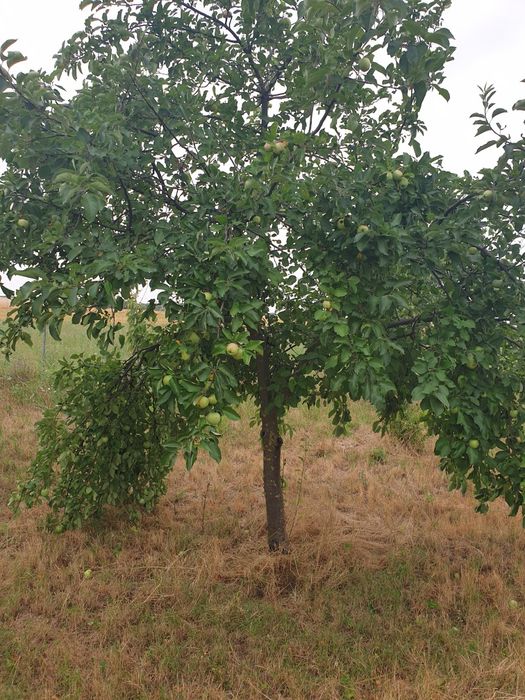 Vând livadă de pomi fructiferi