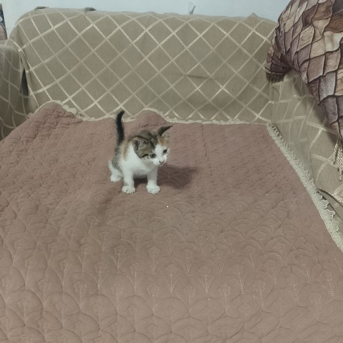 Отдам даром котёнка мальтик