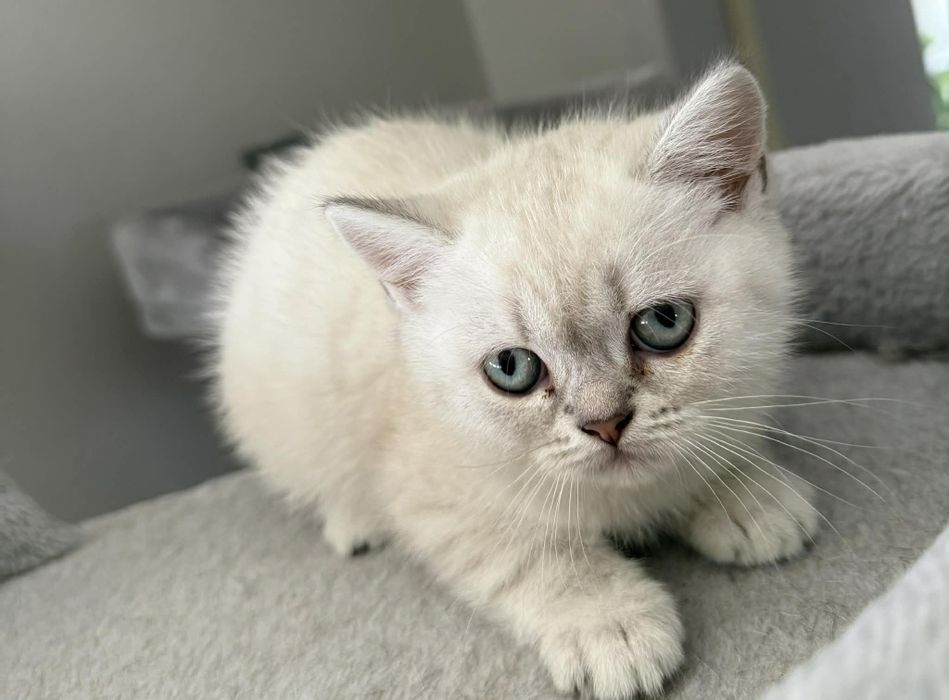 Сребърни британчета