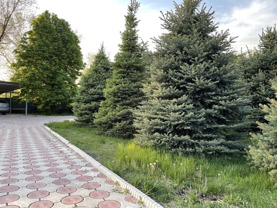 Голубая ель, сосны, туи