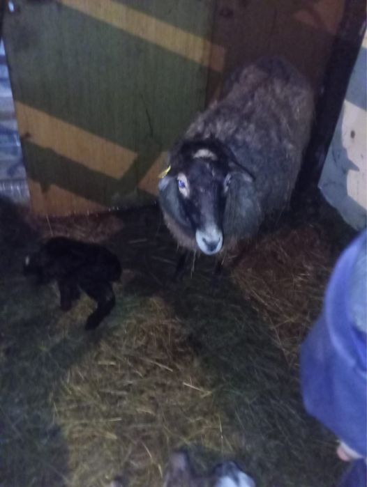 романовский кой қой