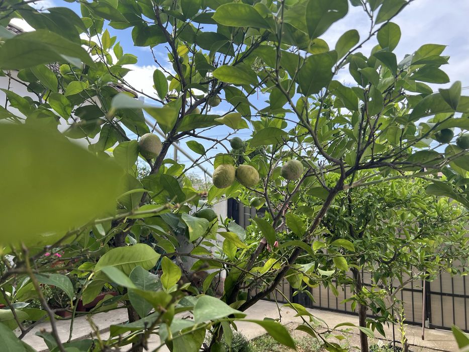 Lămâi altoit, 15+ ani, cultivat bio — de vânzare