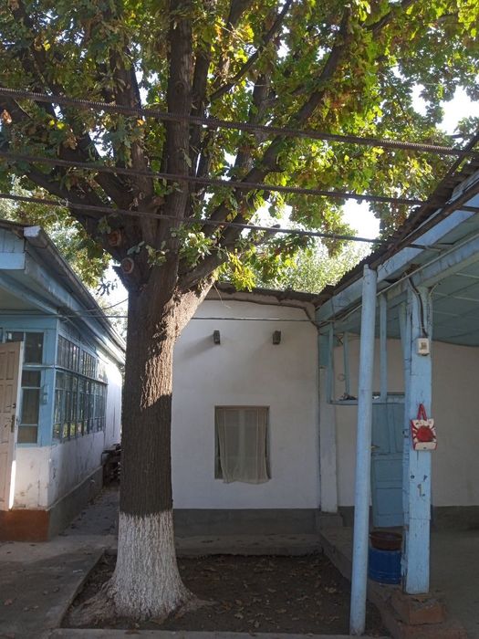 Саженцы Дуб дерево высотой до 2-метров